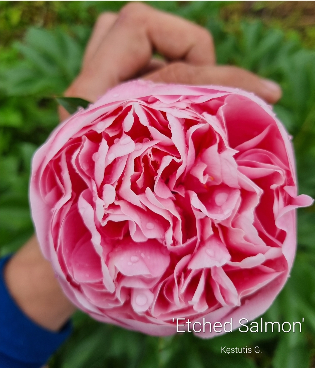 SmartSelect_20220705-151052_Gallery