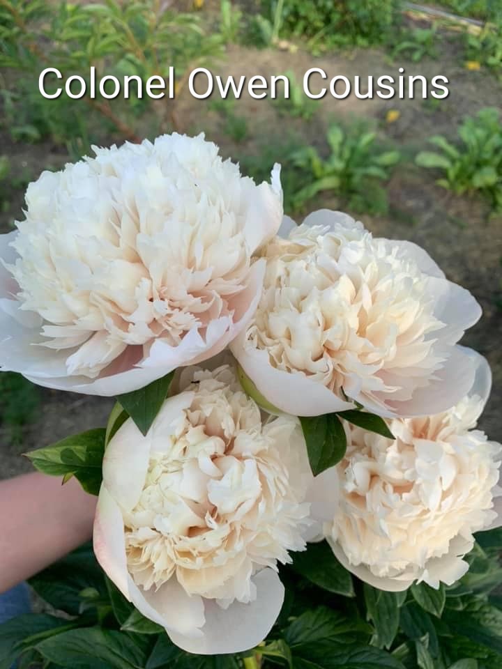 Colonel-Owen-Cousins-1