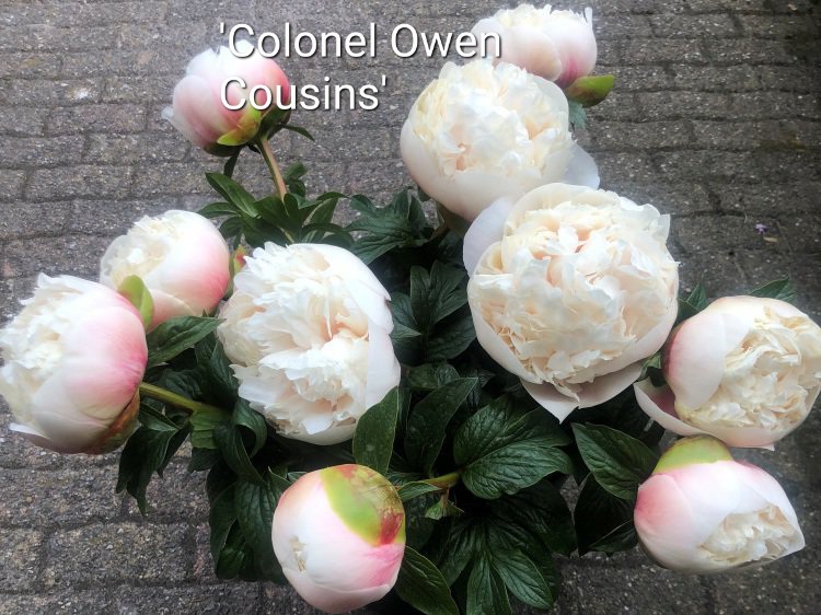 colonel-owen-x-551