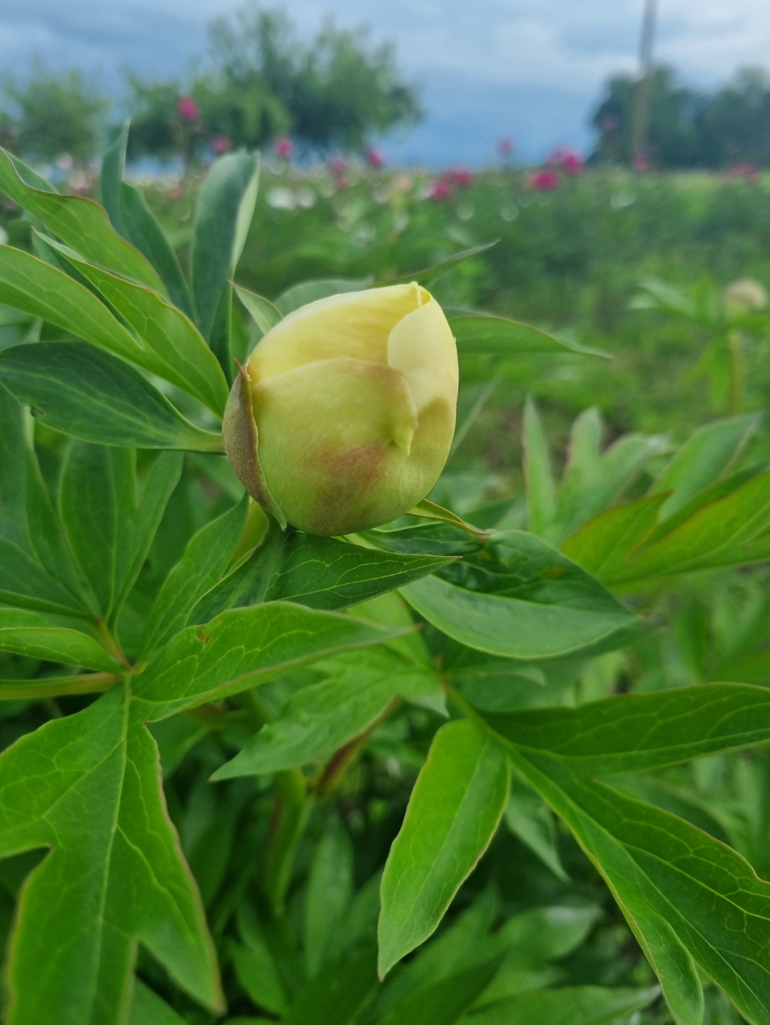 SmartSelect_20221101_075438_Gallery