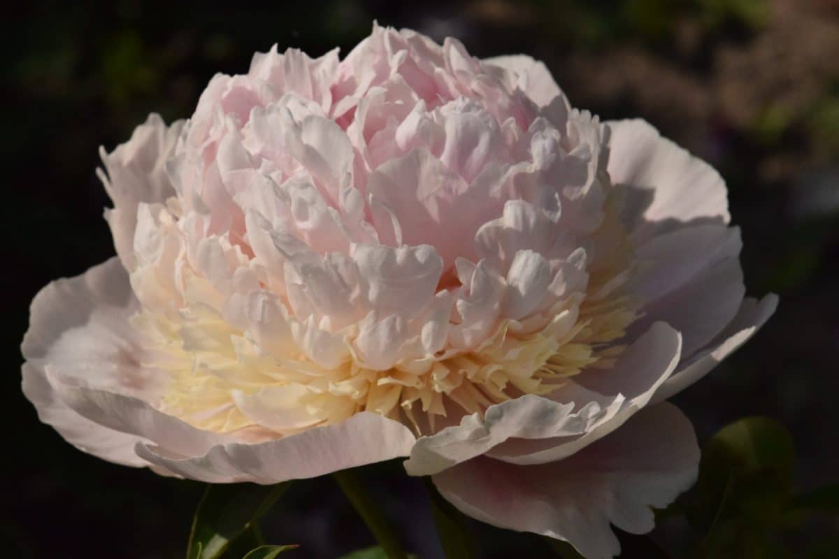 sw161-Large-1200x800