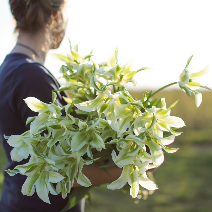 Green_Star_Tulip-7288_700x700