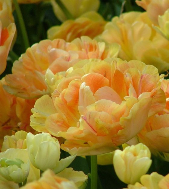 tul_peony_charming_beauty_extra