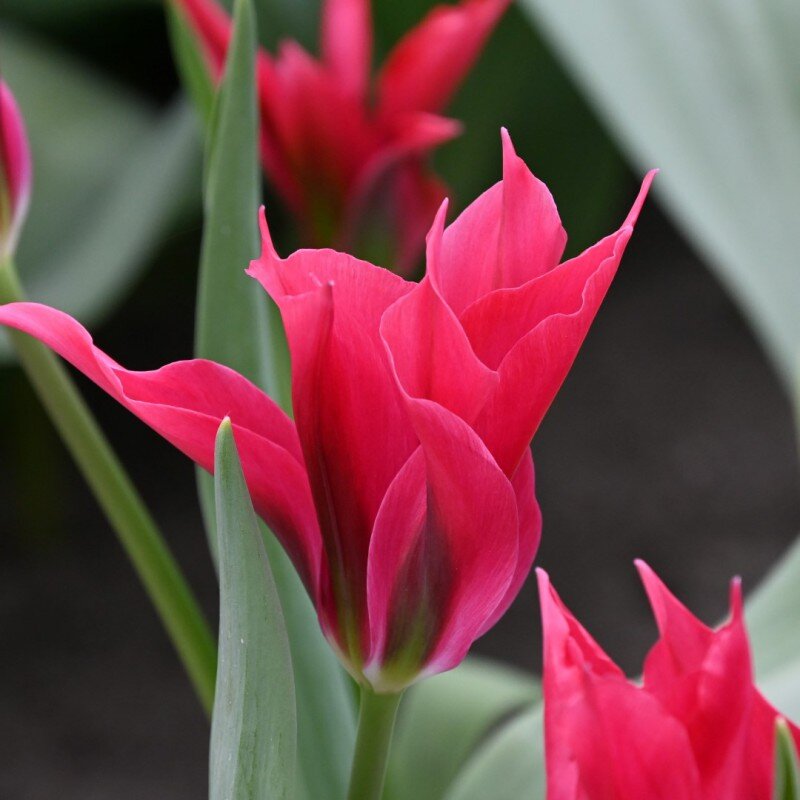 Dolls-Minuet-viridiflora-tulipan