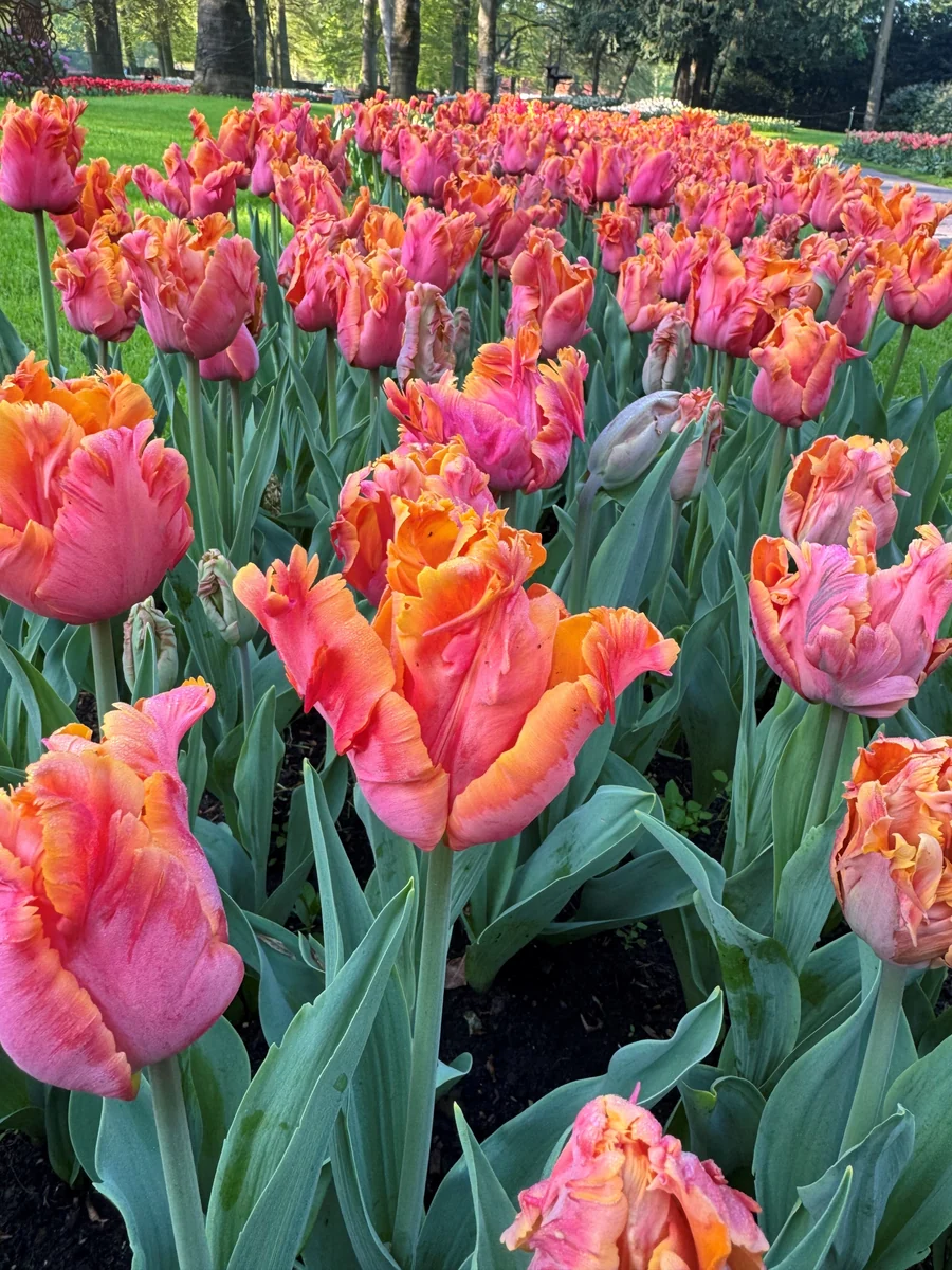Tulip_Amazing_Parrot2
