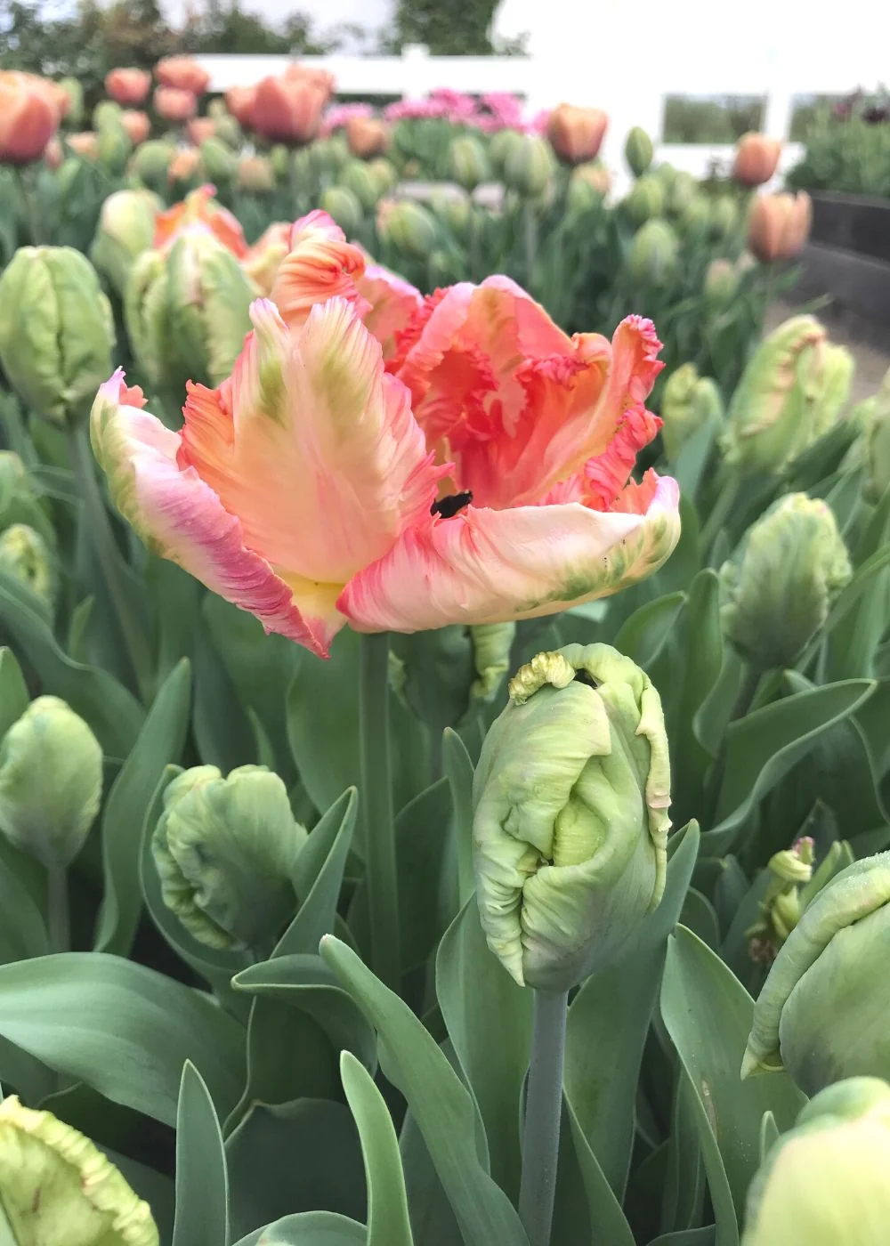 apricot-parrot-tulip-bulbs-381687_1200x