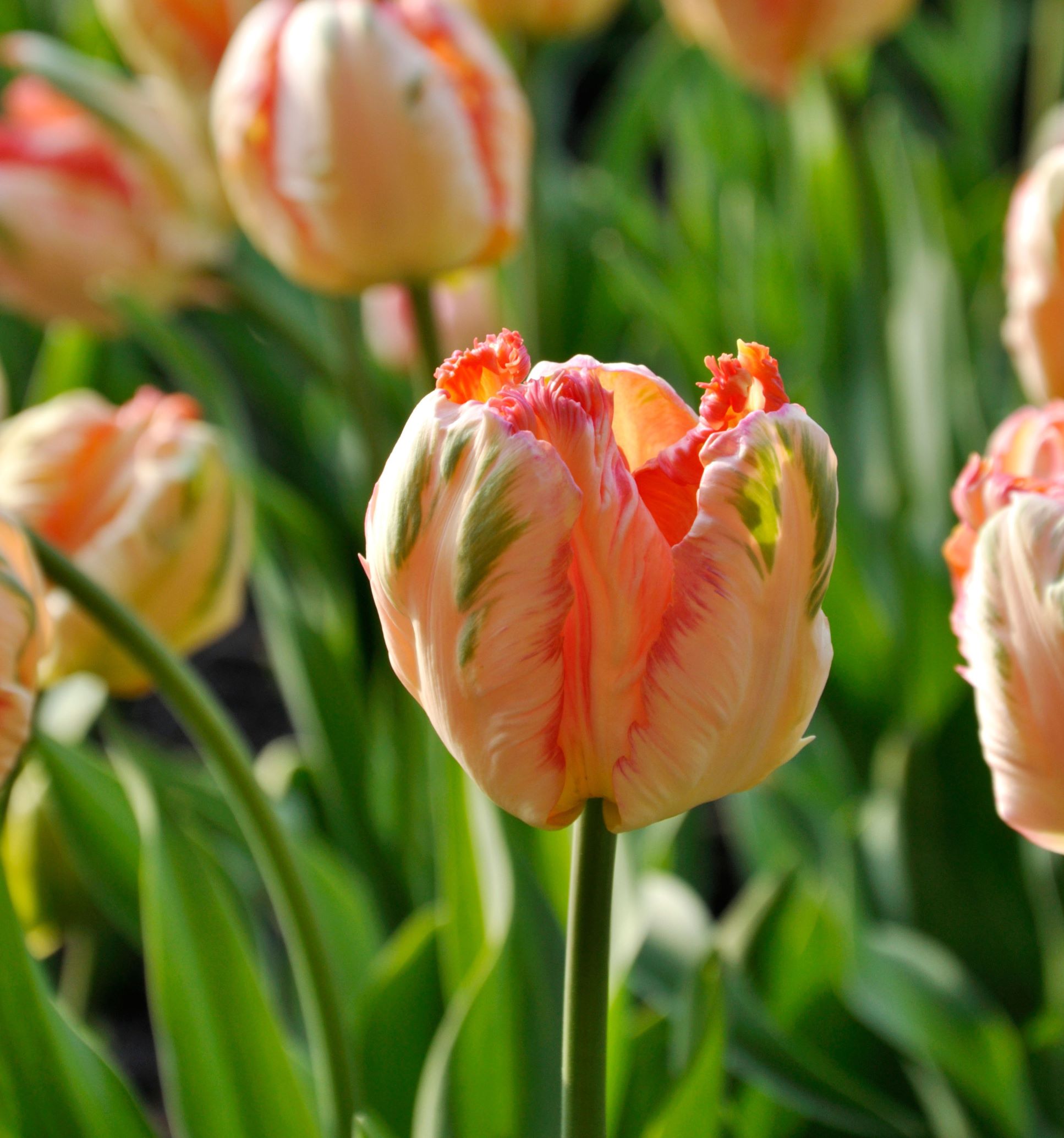 Tulip-apricot-parrot-