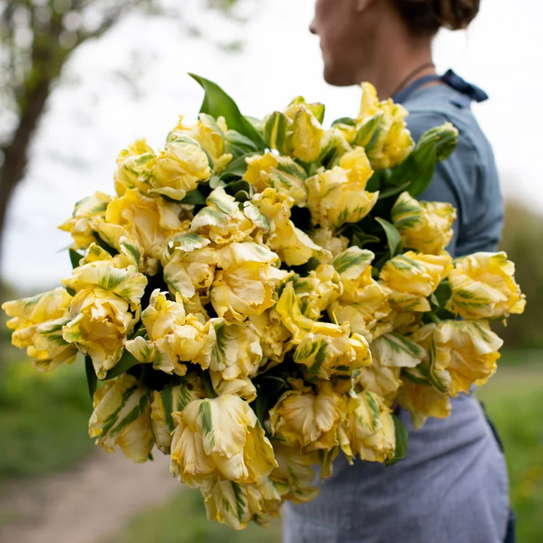 Floret-library-tulip-yellow-madonna-3_768x