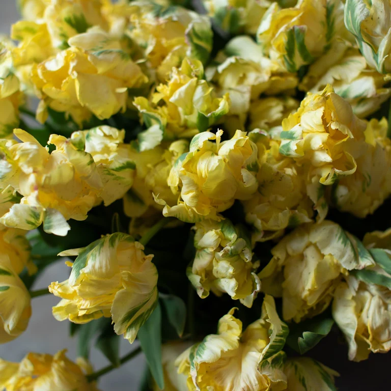 Floret-library-tulip-yellow-madonna-4_768x