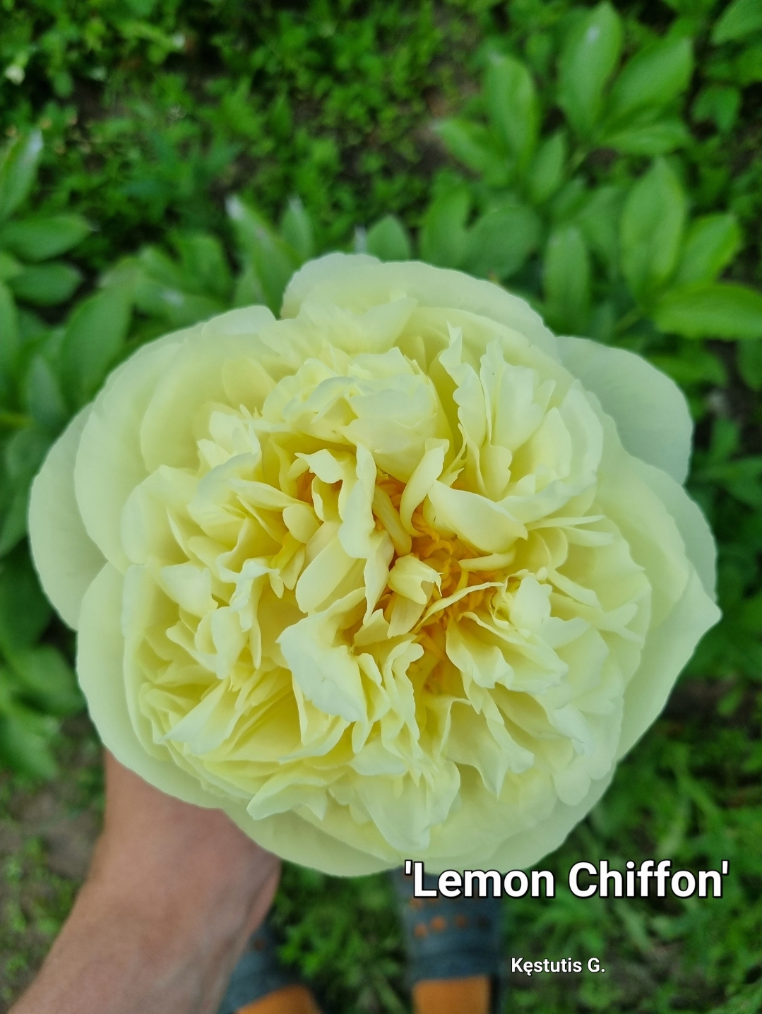 Lemon Chiffon