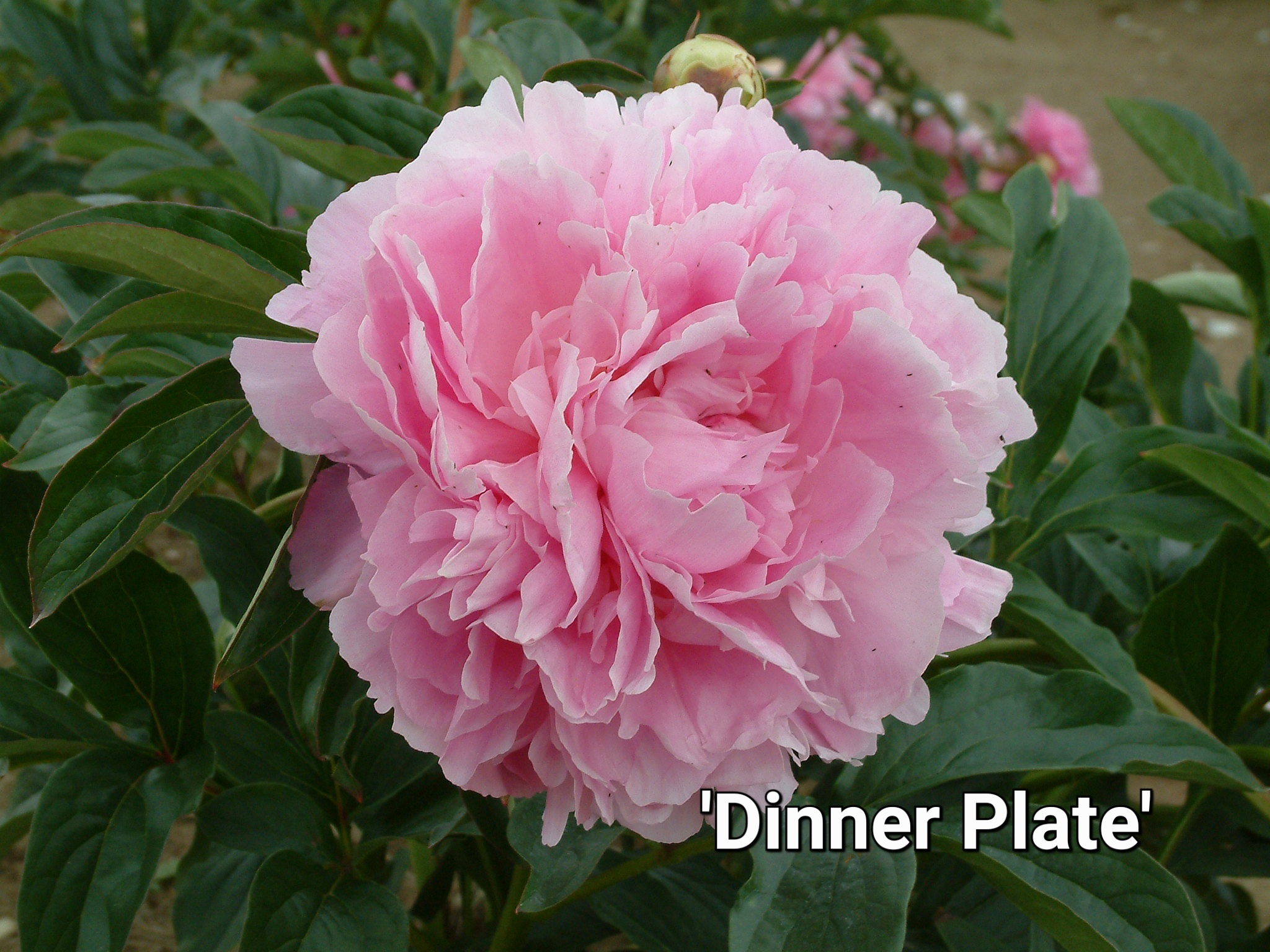 Dinner Plate 5/8 pumpurų