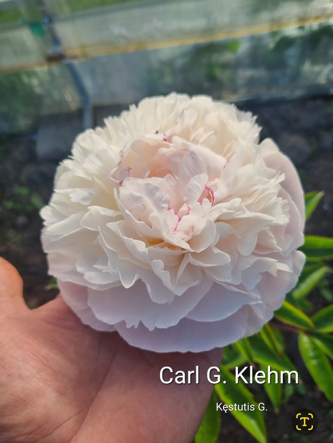 'Carl G. Klehm'