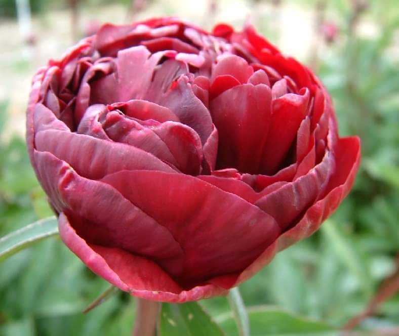 'Chippewa'