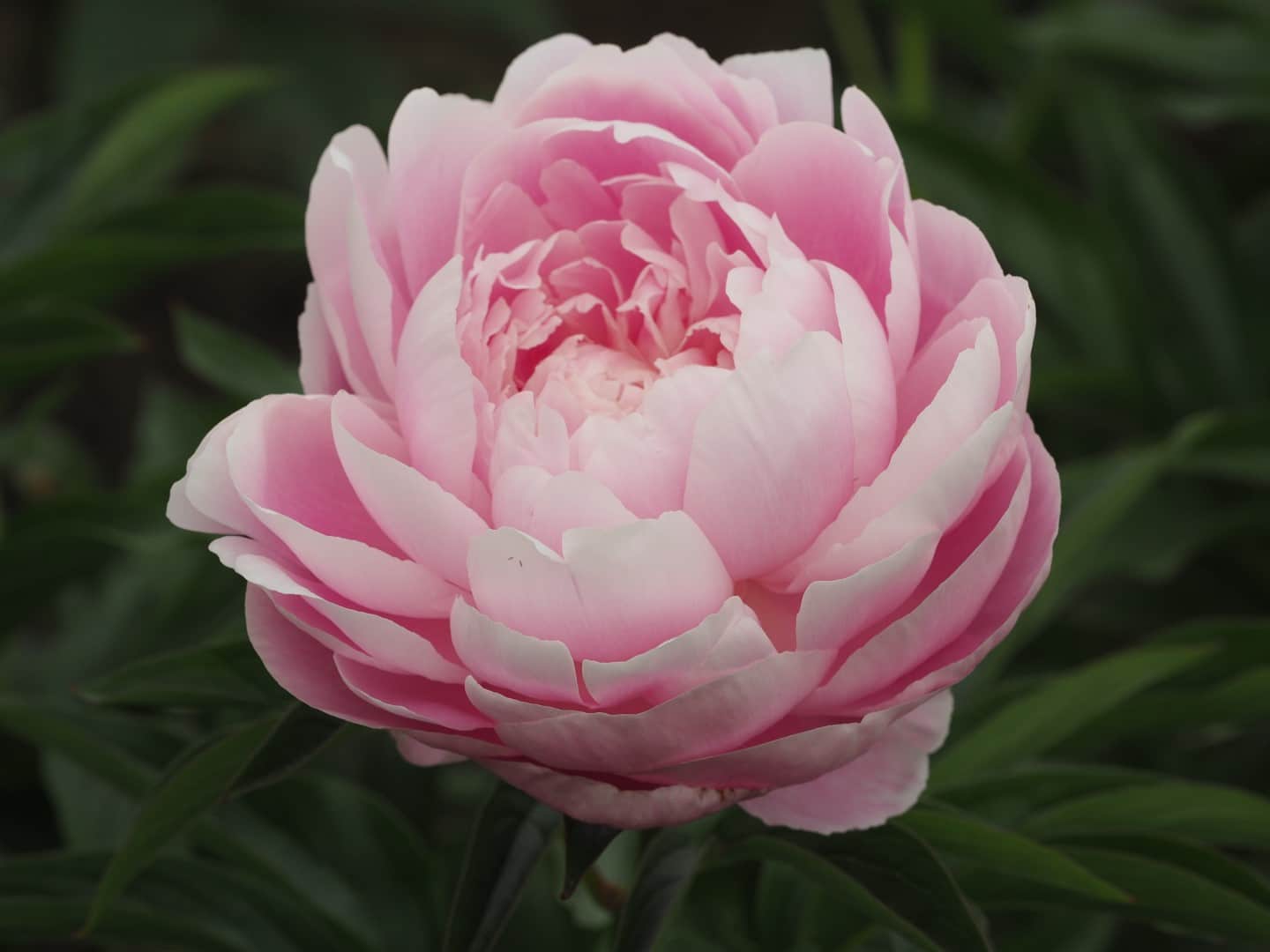 Mrs. Franklin D. Roosevelt