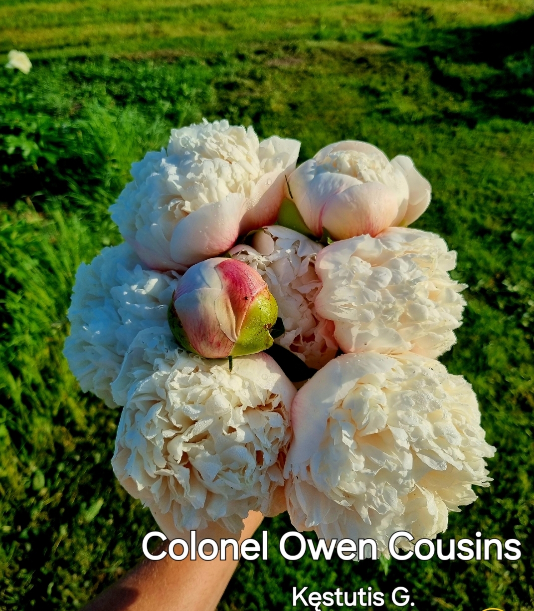 Colonel Owen Cousins