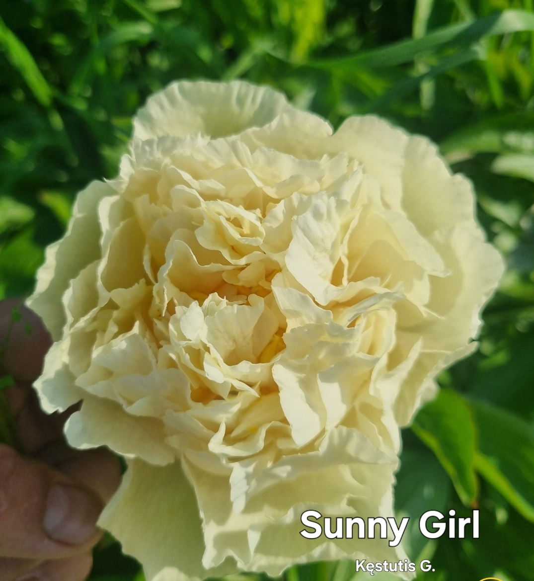 'Sunny Girl'