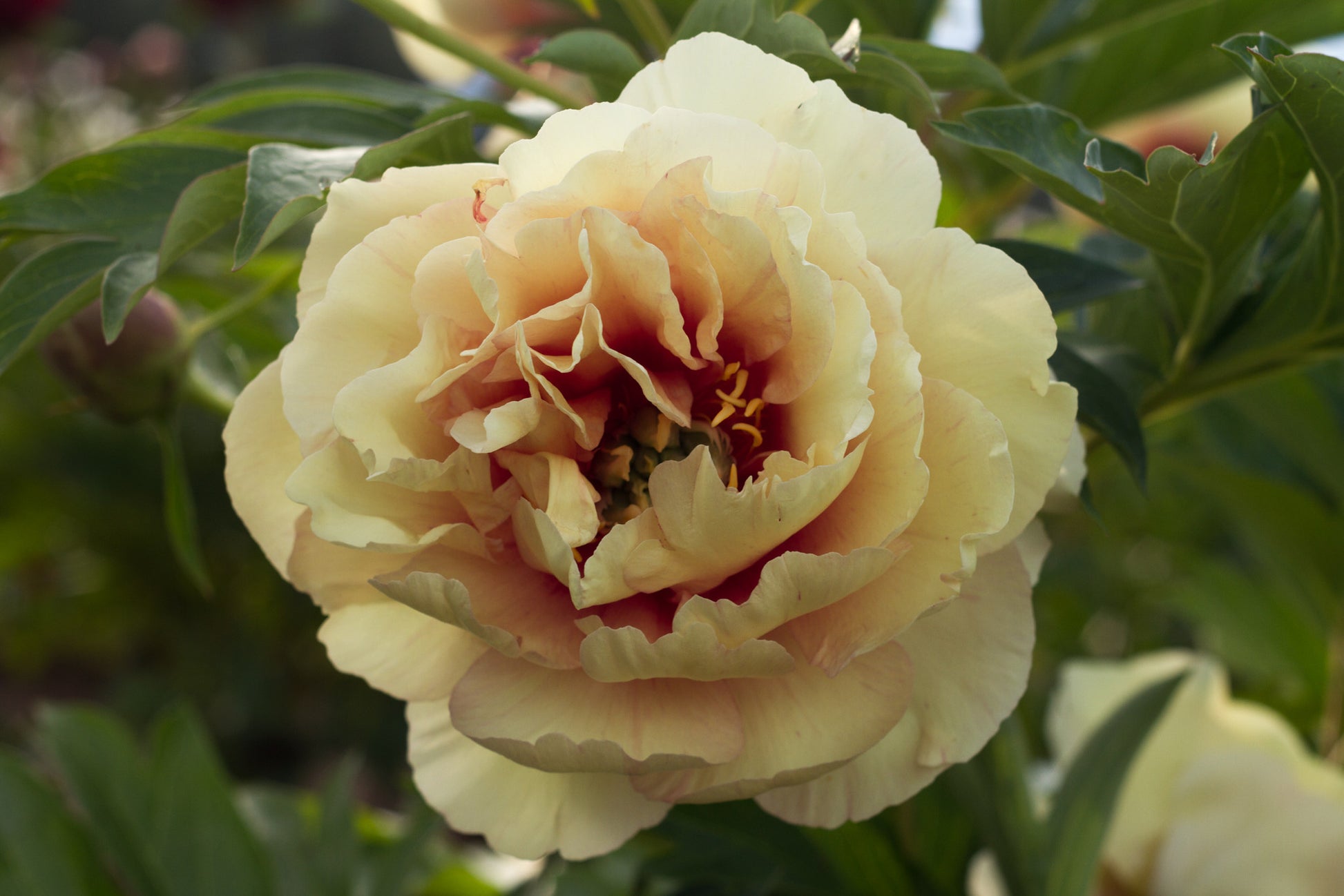 'Canary Brilliants' Itoh