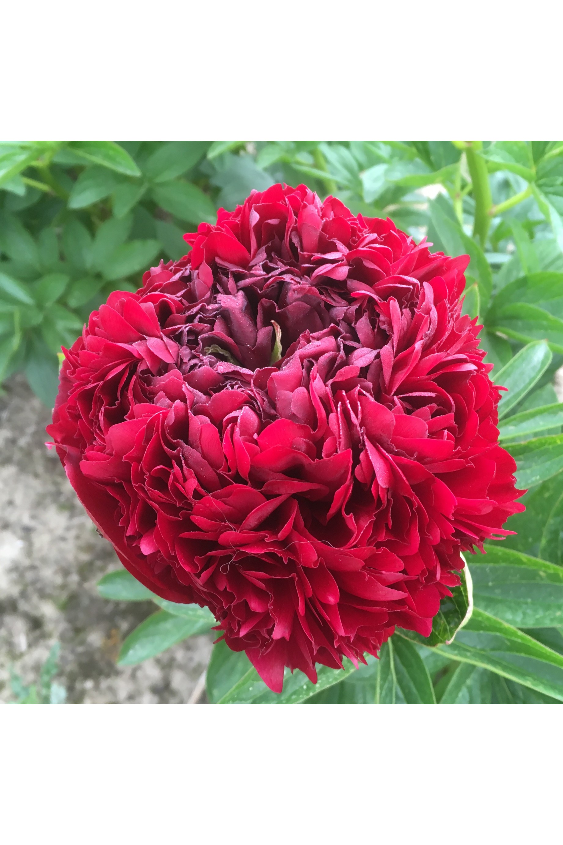 Red Grace