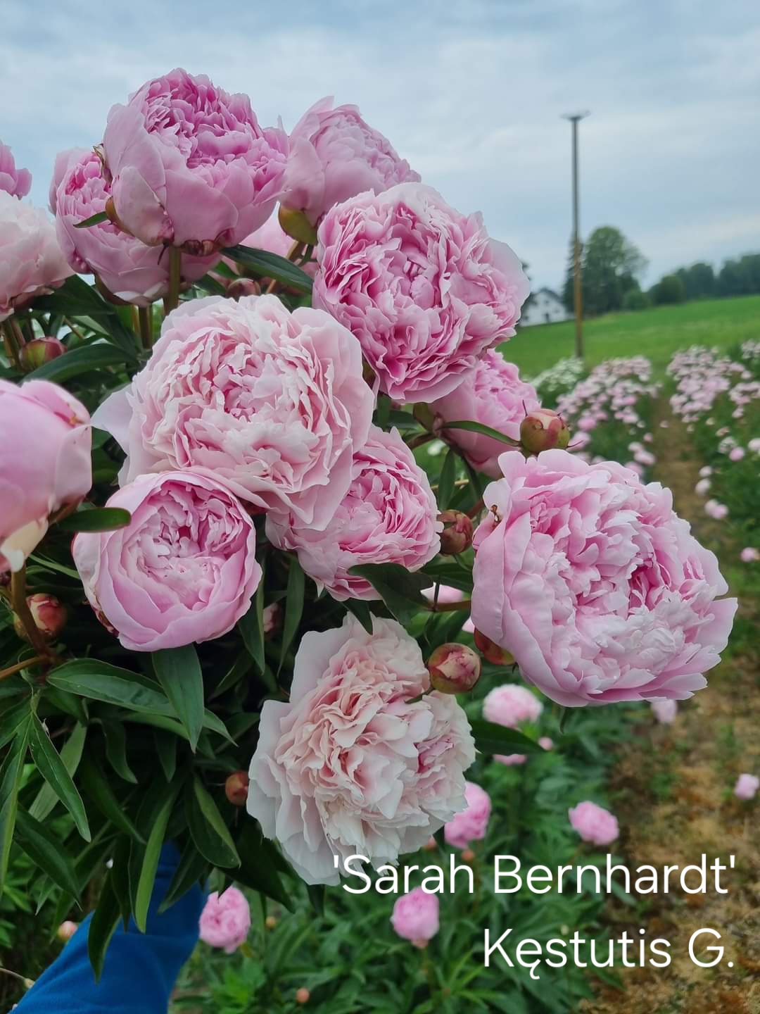 'Sarah Bernhardt' 5/8 akučių.