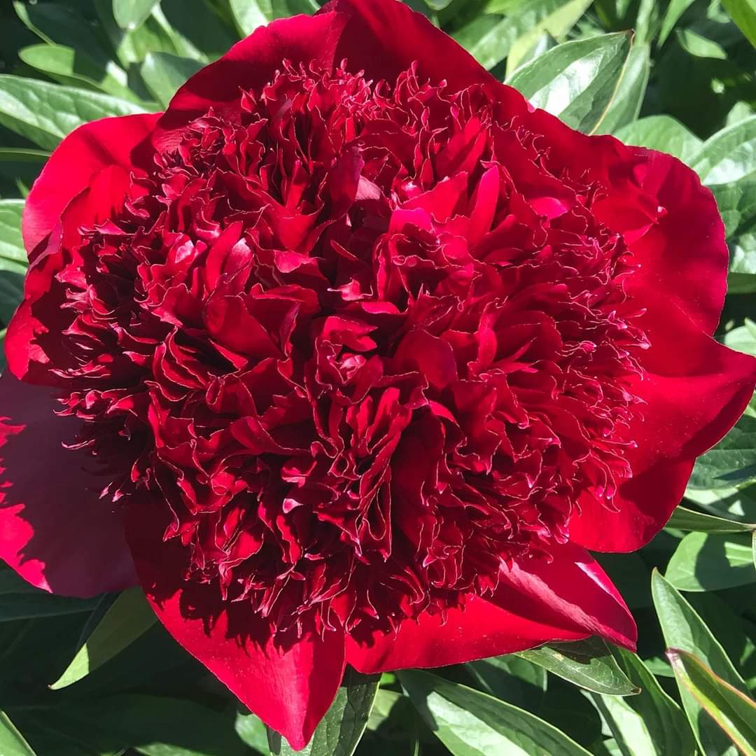 Red Charm