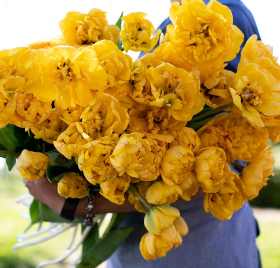 Yellow Pompenette 5 vnt.