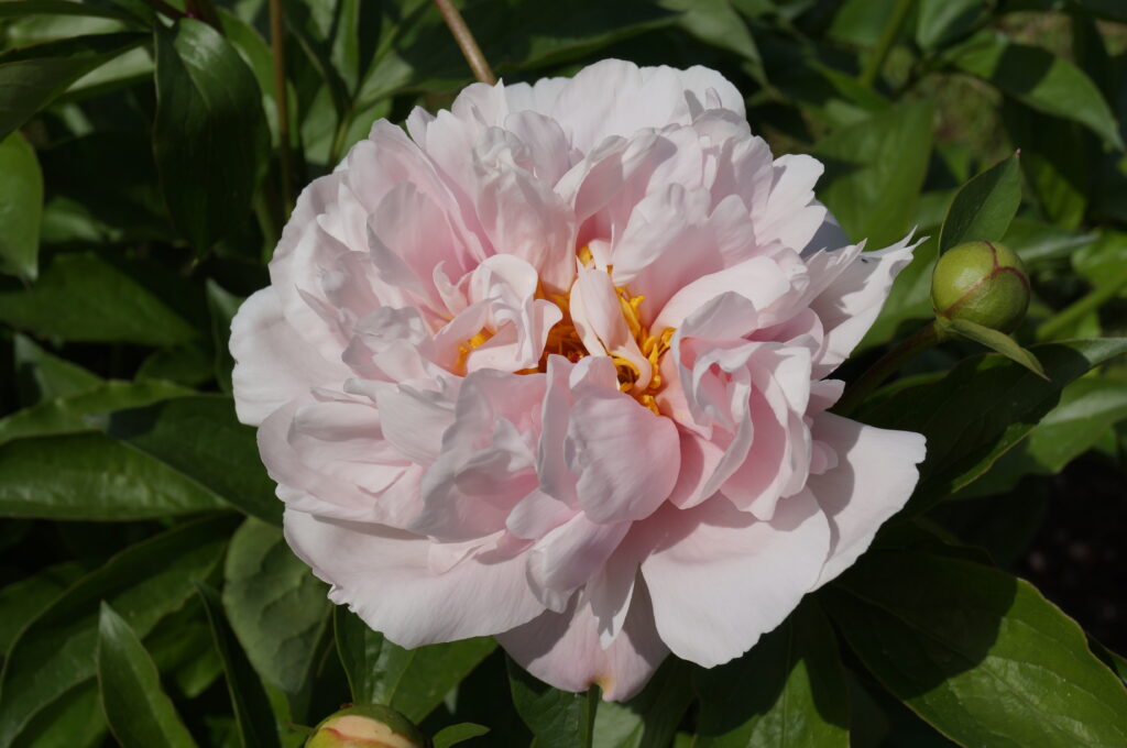 'Pink Vanguard'