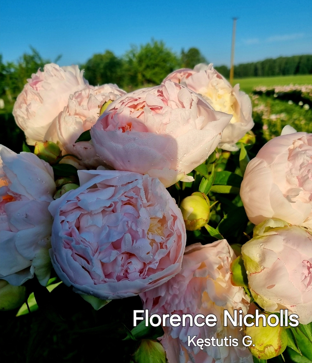 'Florence Nicholls'