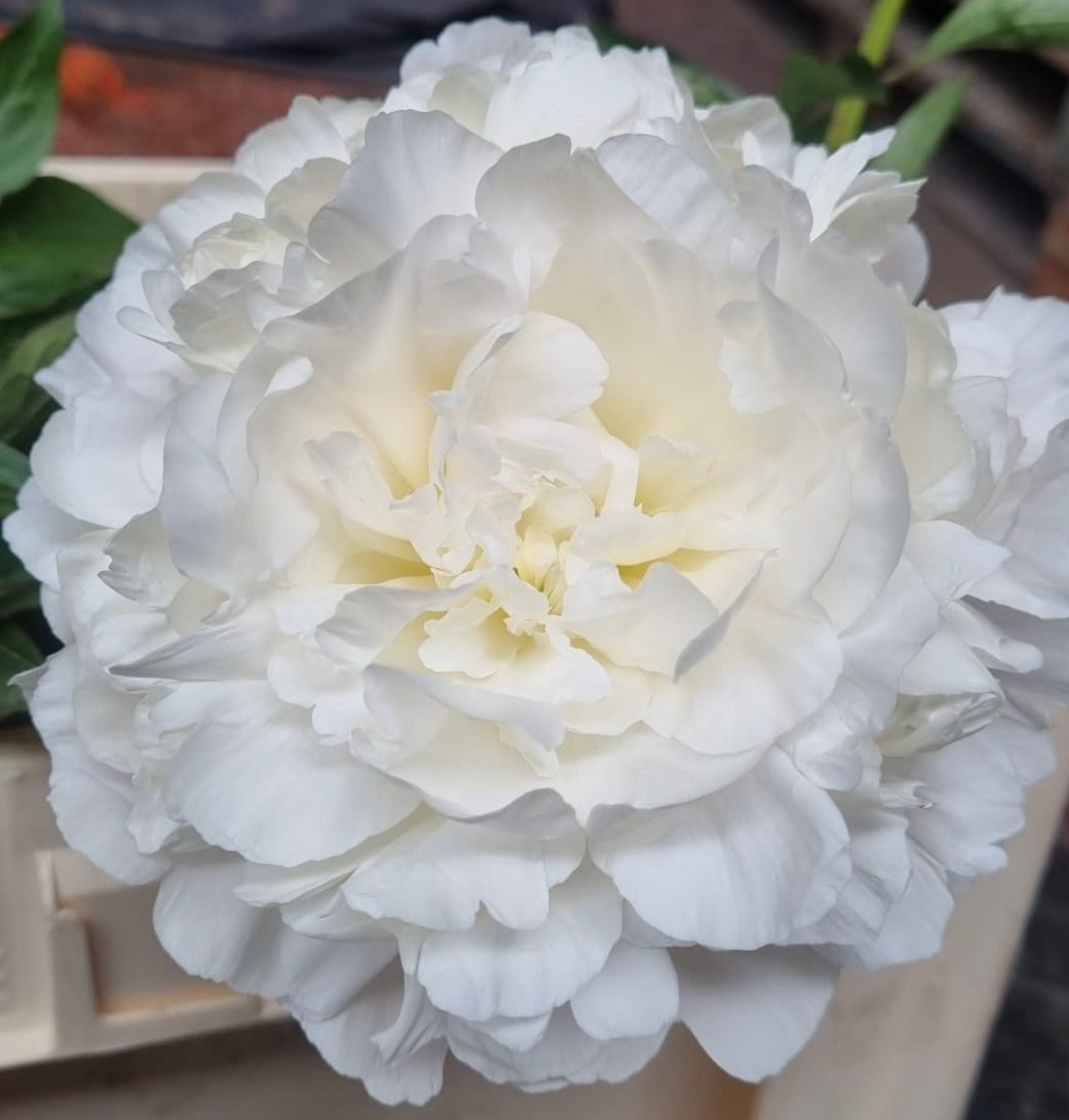 Puffed Cotton