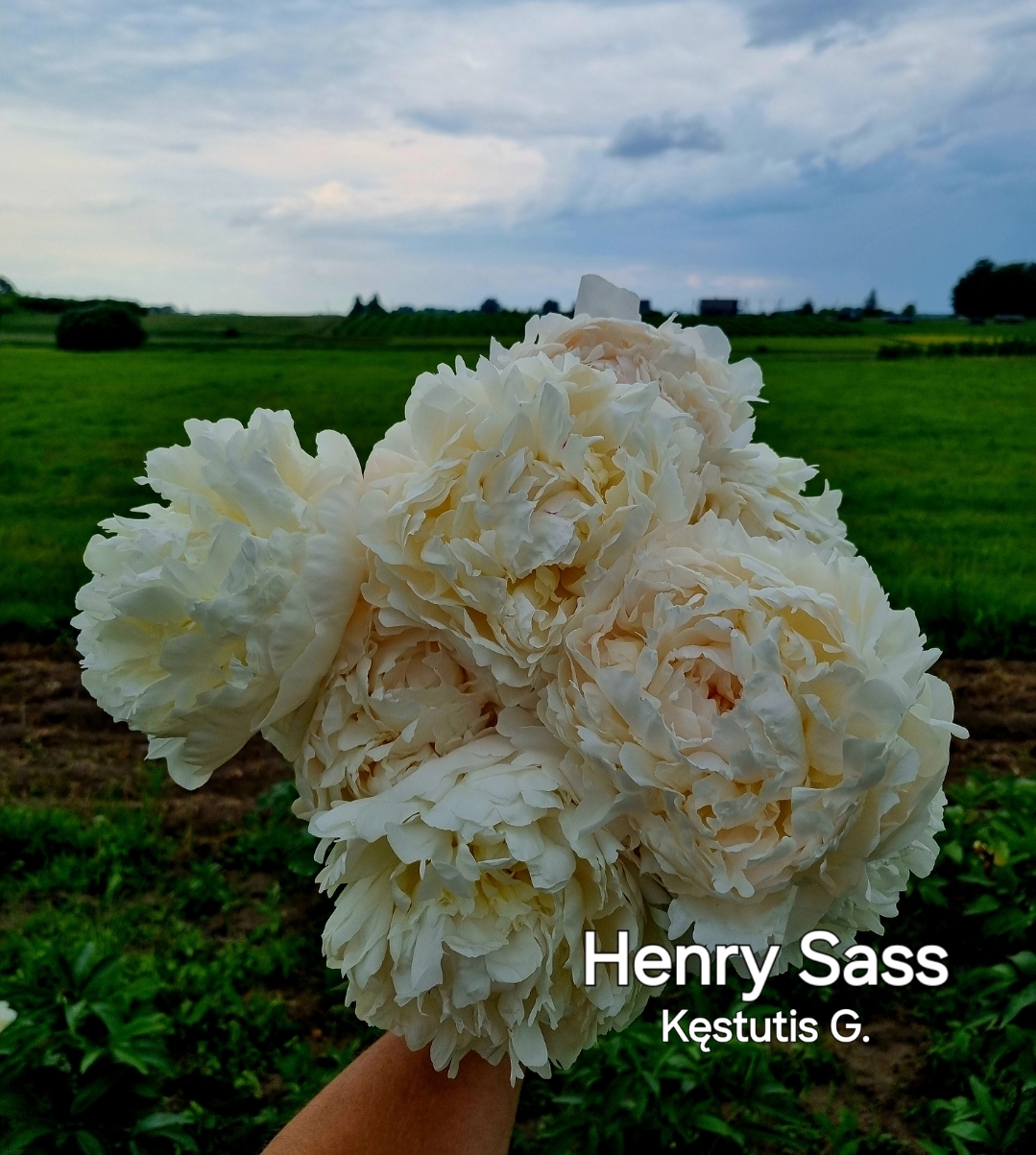 Henry Sass