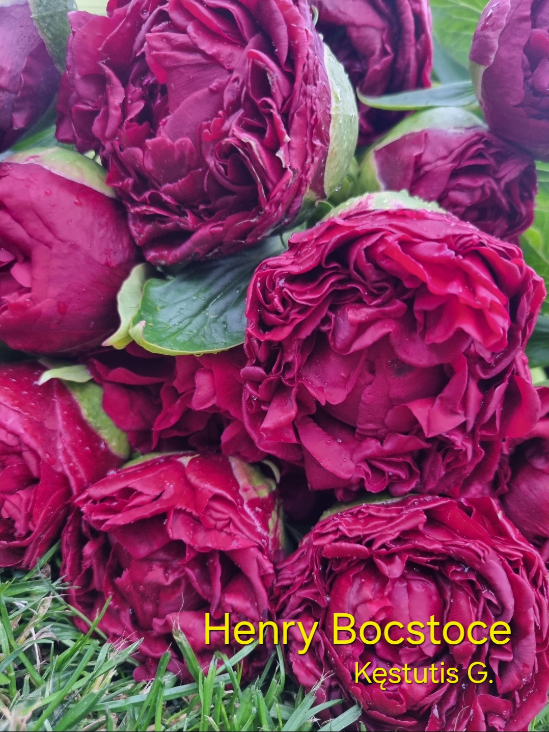Henry Bocstoce