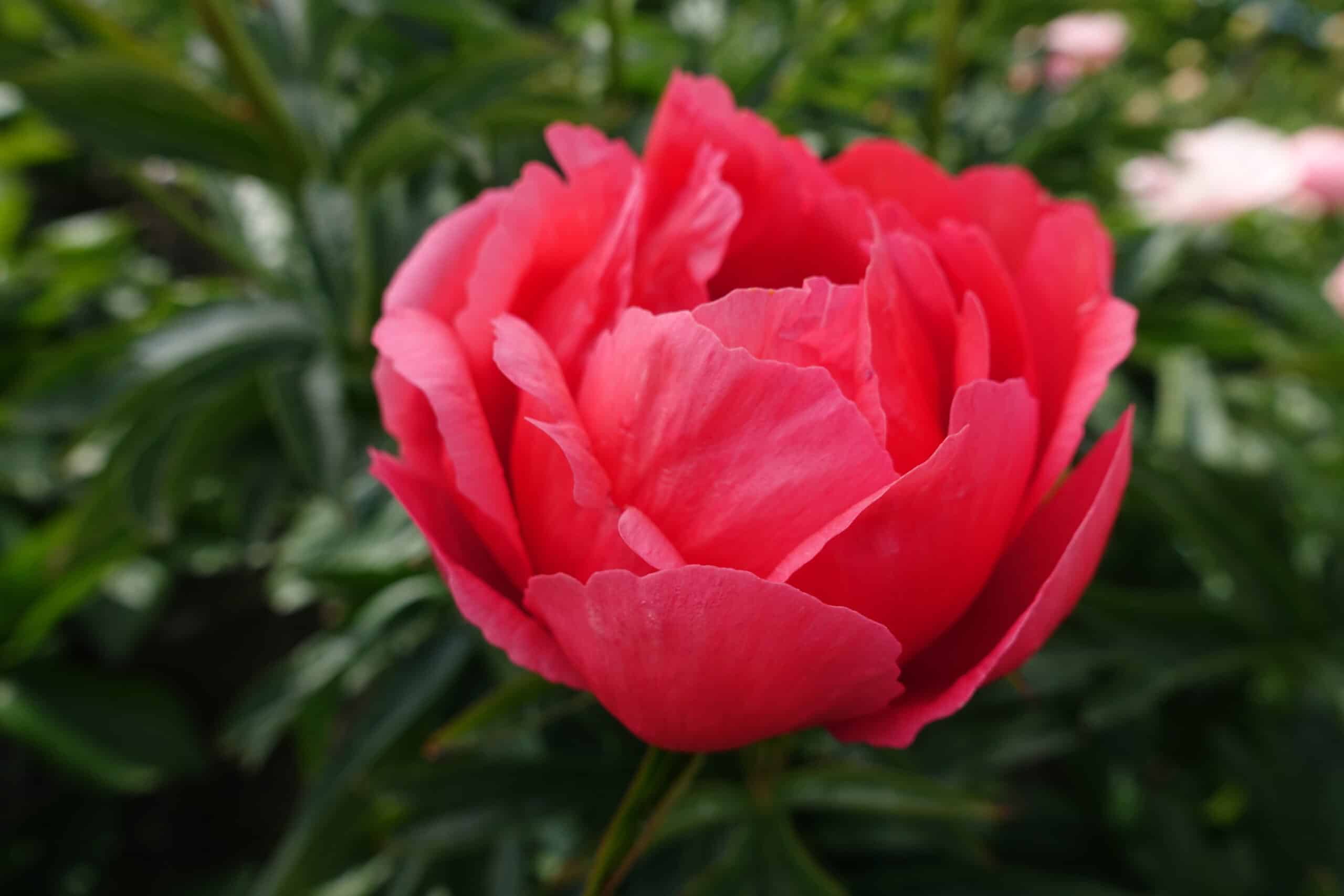 Coral Magic 5/8 pumpurų