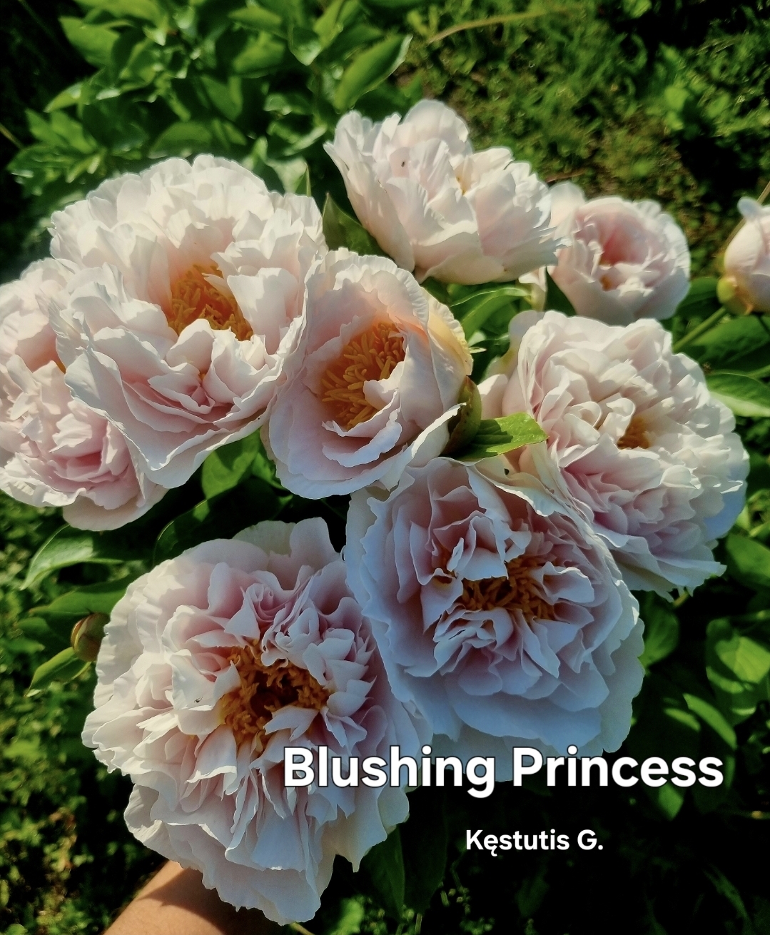 'Blushing Princess'