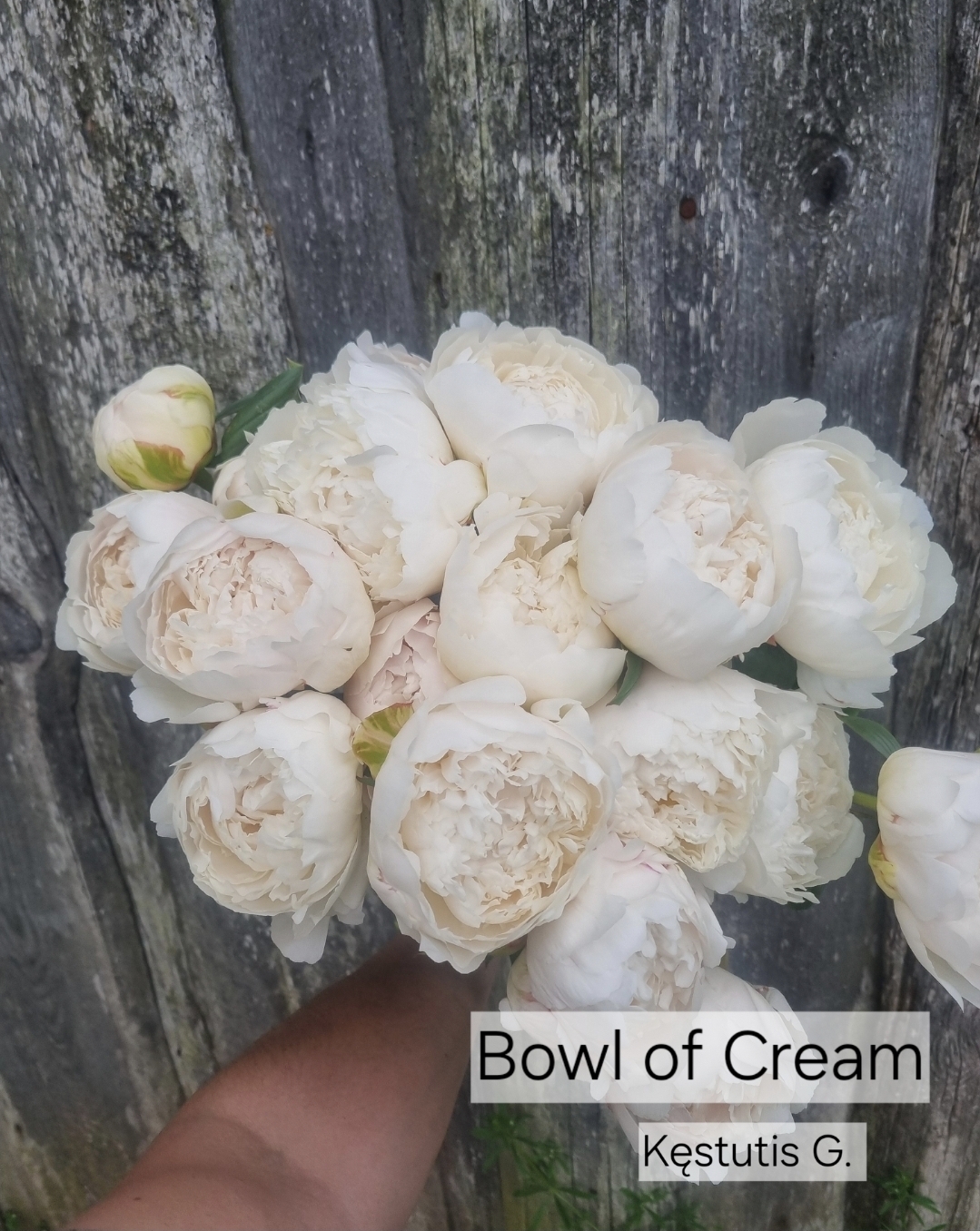 Bowl of Cream