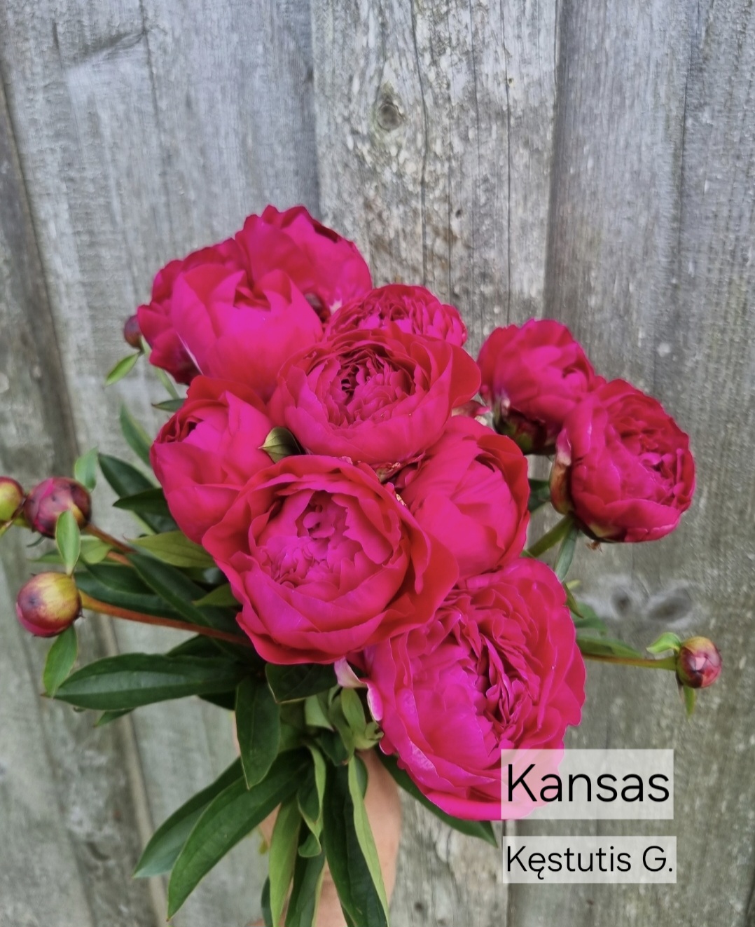 Kansas