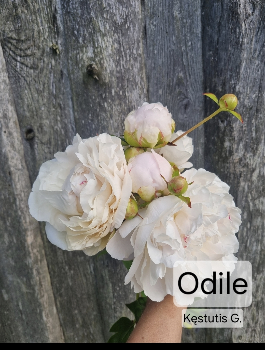 Odile