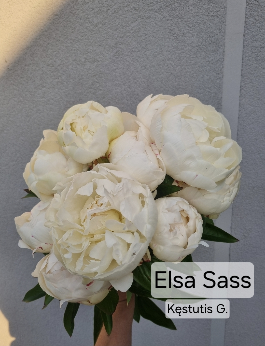 'Elsa Sass'