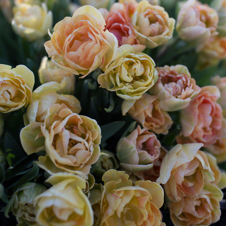 Charming Beauty 5 vnt.