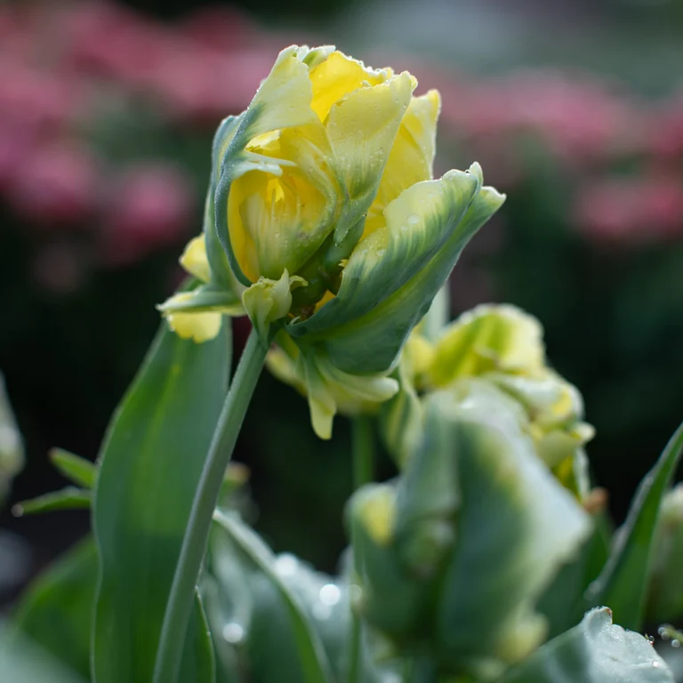 Yellow Madonna 5 vnt.