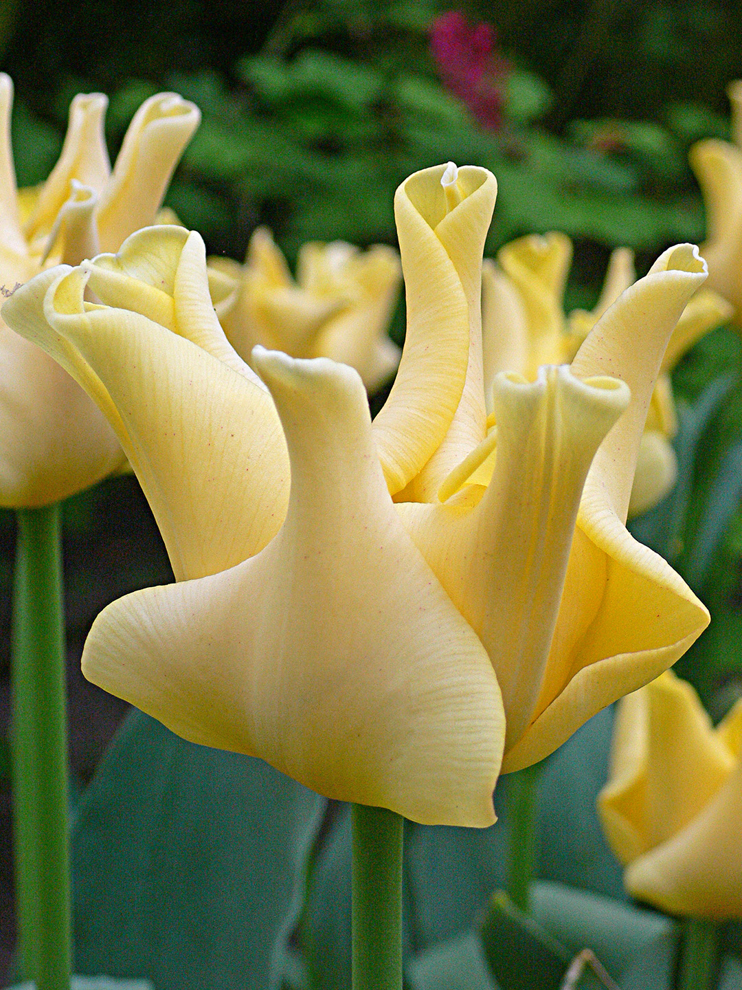 Yellow Crown 5 vnt.